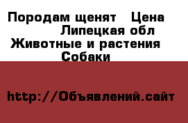 Породам щенят › Цена ­ 4 500 - Липецкая обл. Животные и растения » Собаки   